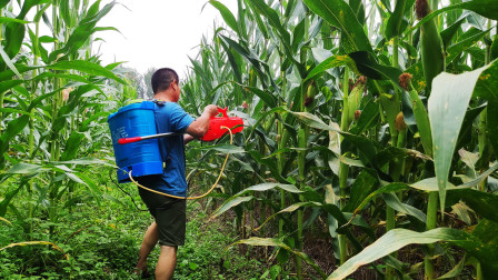 Effective tips for correctly spraying corn with pesticides