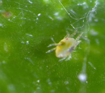 Fighting Spider Mites on Tomatoes in Hot Weather