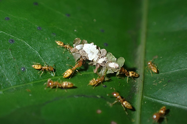 Pest control kill ants exterminators medicine on plants