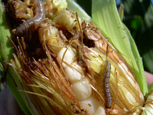 Corn Borer Control Pesticides and Methods