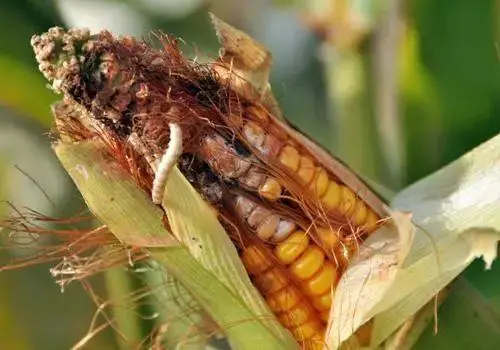 European corn borer