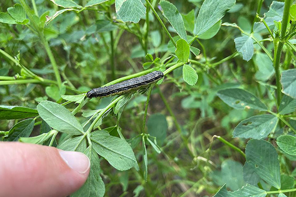 Fall armyworm control adult and baby in maize