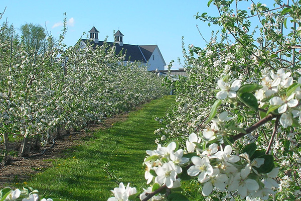 Effective Bird Repellent Methods for Fruit Trees