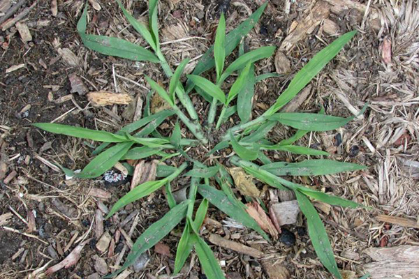 Metsulfuron methyl herbicide control couch grass and crabgrass