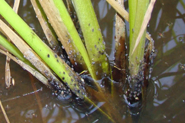 control of planthoppers in rice