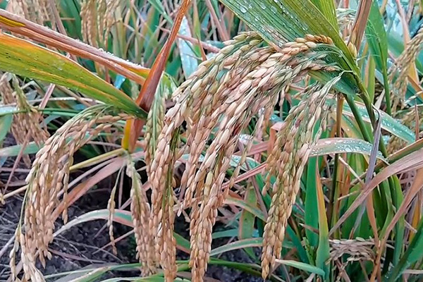 Pests in Rice Fields，How to Control Them?