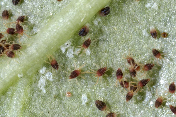 Spider Mites