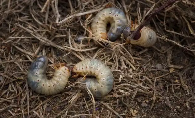 best way to kill cutworms