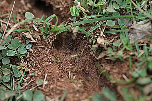 control garden ants