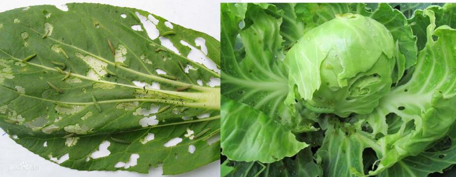 diamondback moth damage in cabbage