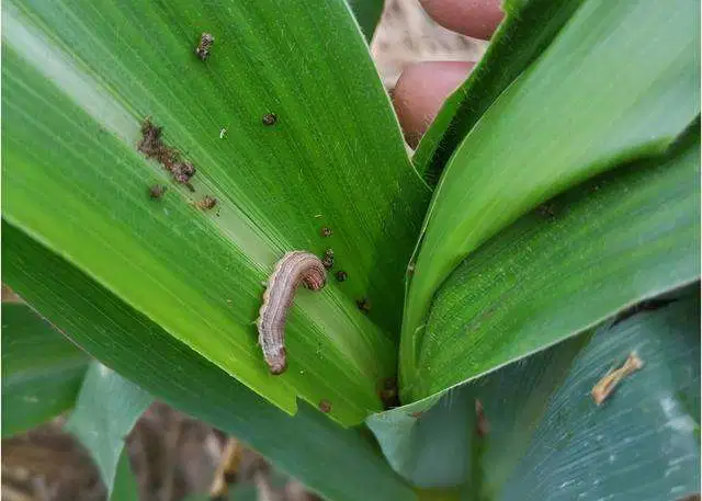 european corn borer damage