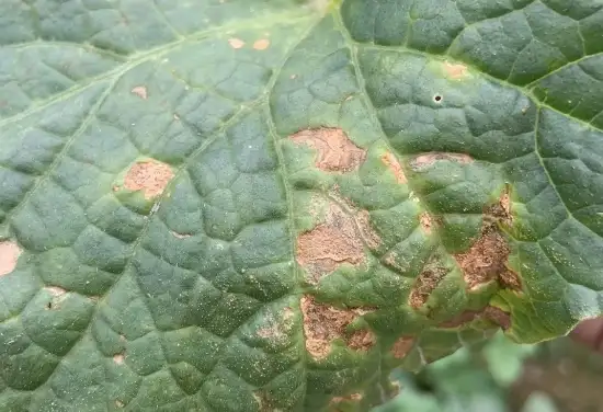 Anthracnose Disease