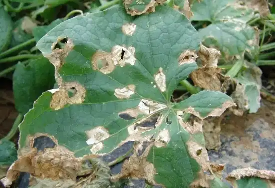 Anthracnose in Cucurbits 1