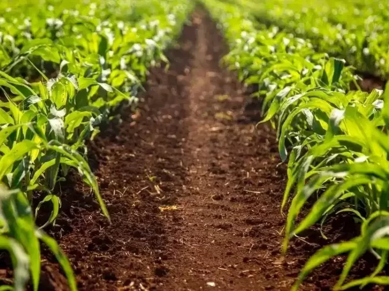 Corn Weed Control Techniques (Part 2)