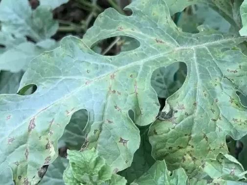 Managing Anthracnose Disease in Cucurbits