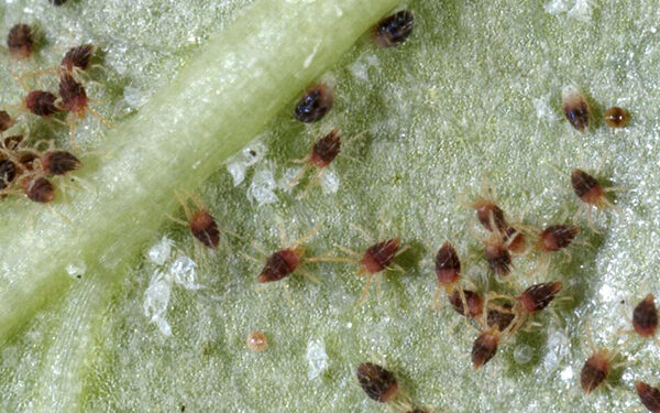 Spider Mites