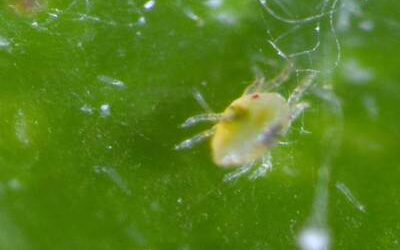 Spider Mites