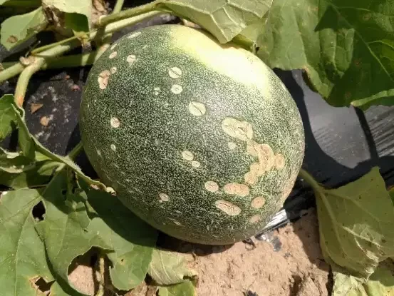 Symptoms of Anthracnose in Cucurbits