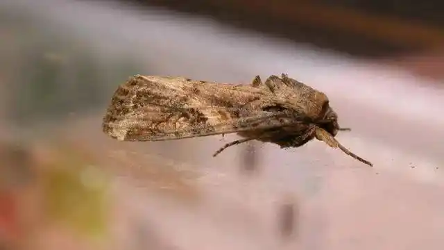 fall armyworms