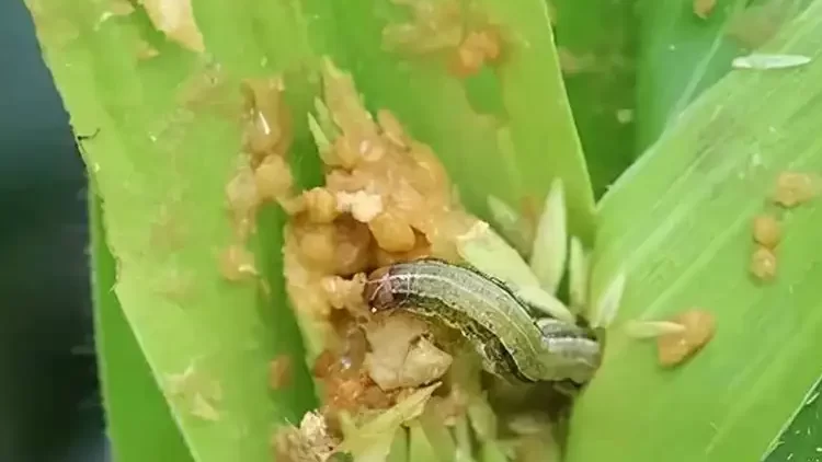 kills fall armyworms