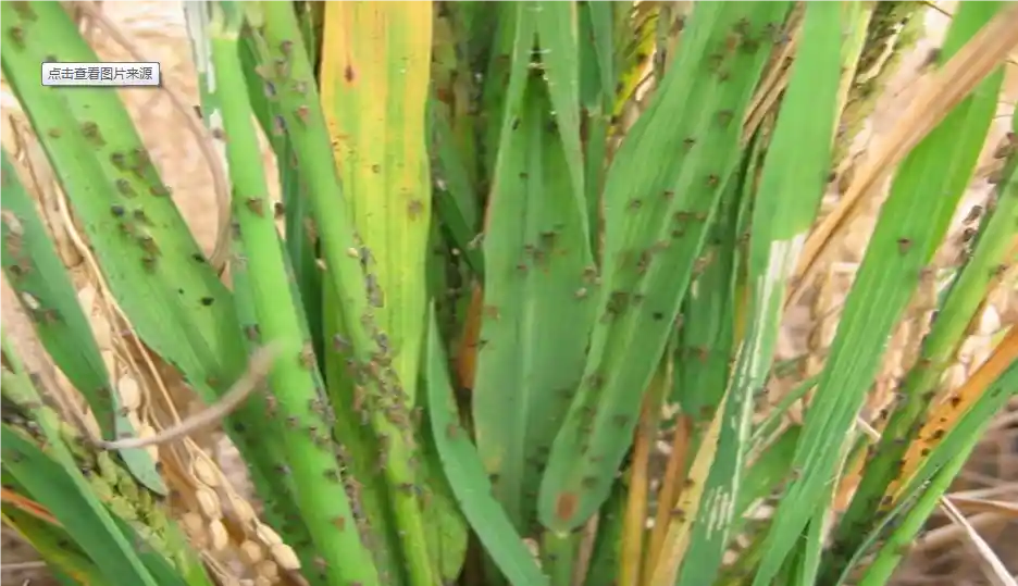 planthoppers in rice