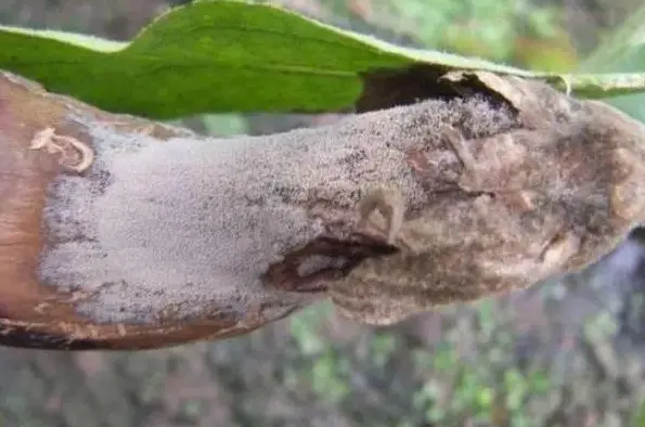 Eggplant virus disease