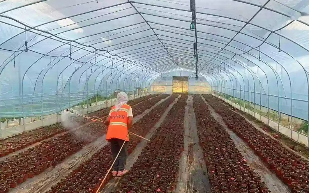 Greenhouse soil disinfection