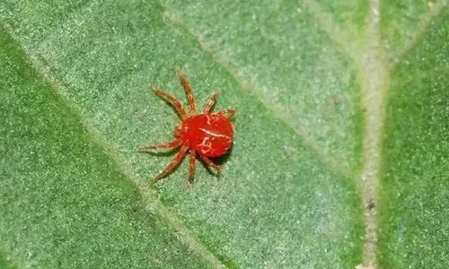 Spider Mites