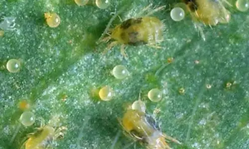 Managing Spider Mites and Tea Yellow Mites in Global Vegetable