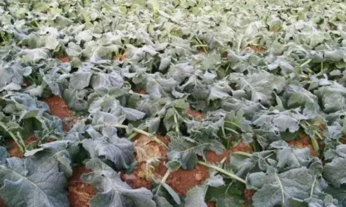 Protecting Your Crops from Frost