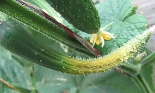 Melting Cucumbers