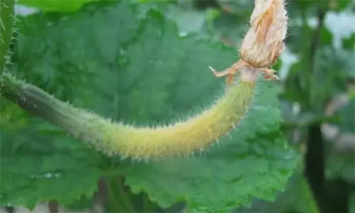 Melting Cucumbers in Your Cucumber Crop