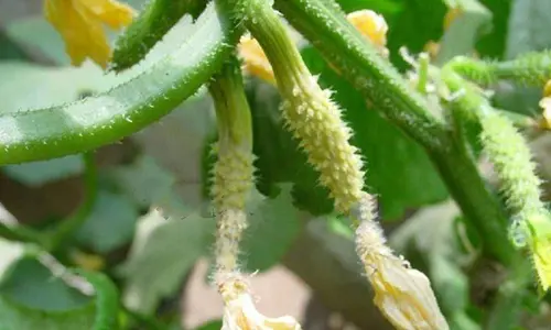 Factors Causing Melting Cucumbers