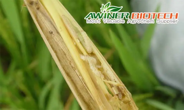 control rice pests