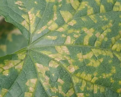 Downy Mildew