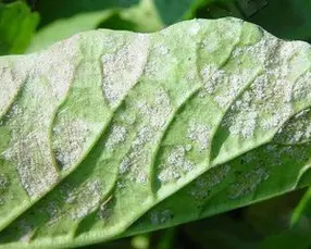 Downy Mildew: Overview and Control Methods